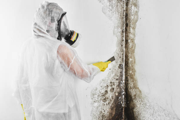 DIY Mold Remediation